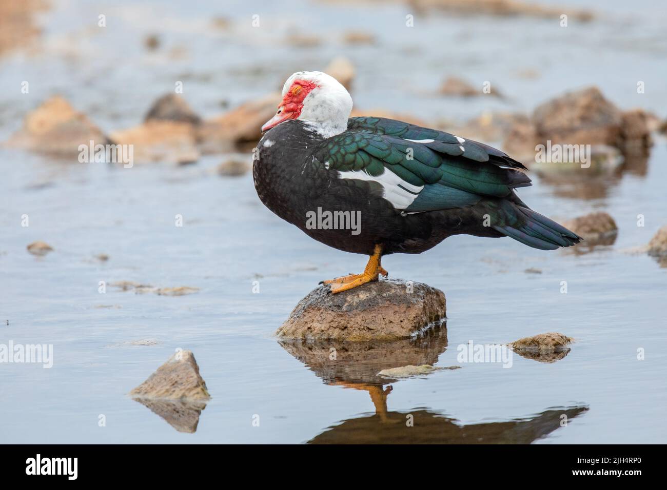 Barbary duck (Cairina moschata), stands on a stone in shallow water, Germany Stock Photo