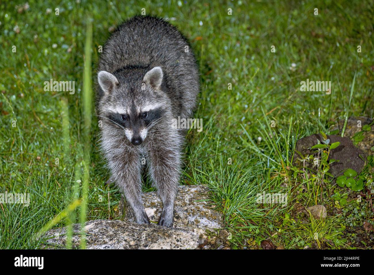 Front View Racoon common raccoon (Procyon lotor), sitting in a meadow at a stone, front ...