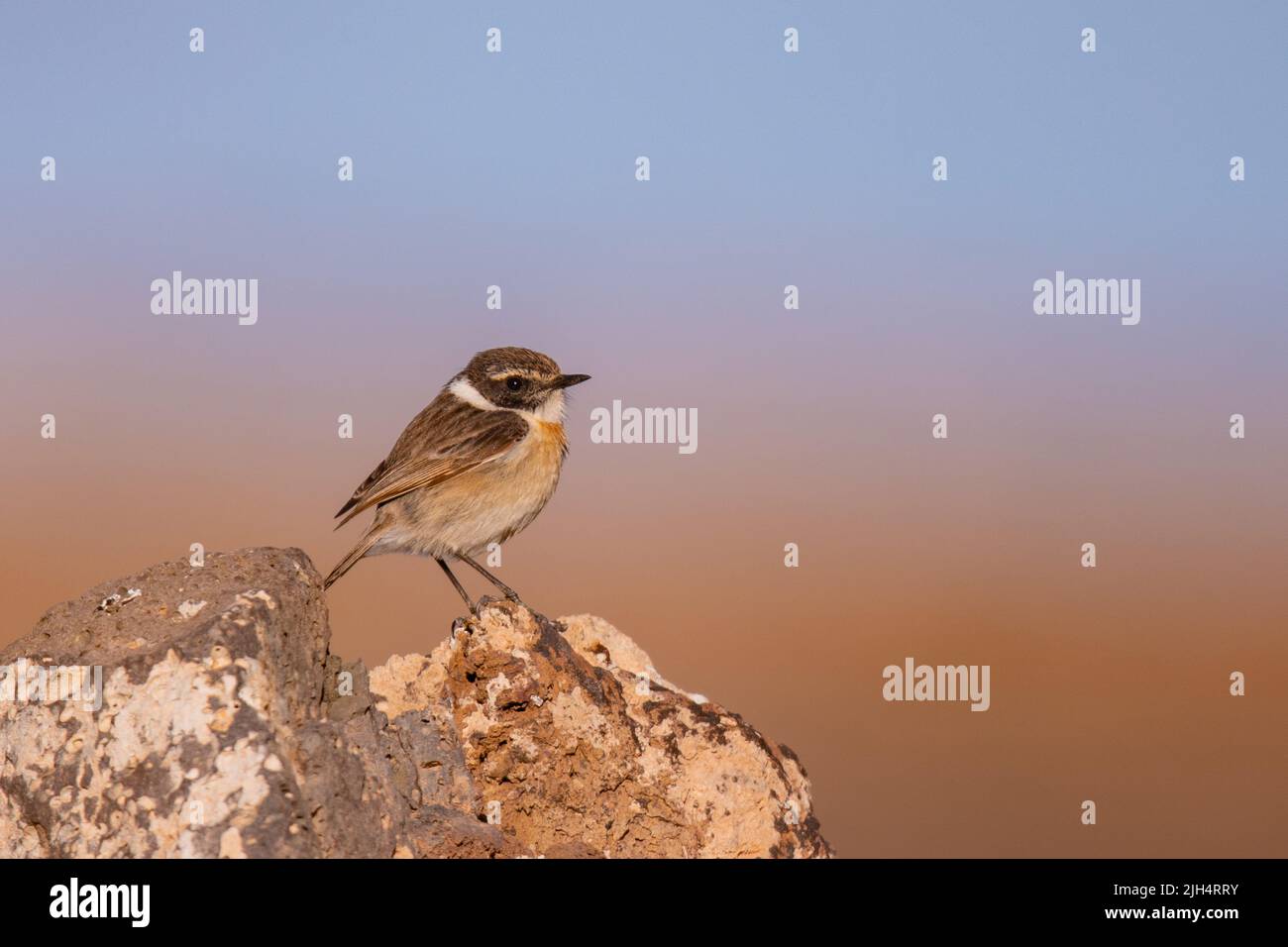 Canary islands chat, Saxicola dacotiae, perching on a stone, side view, Canary Islands, Fuerteventura Stock Photo
