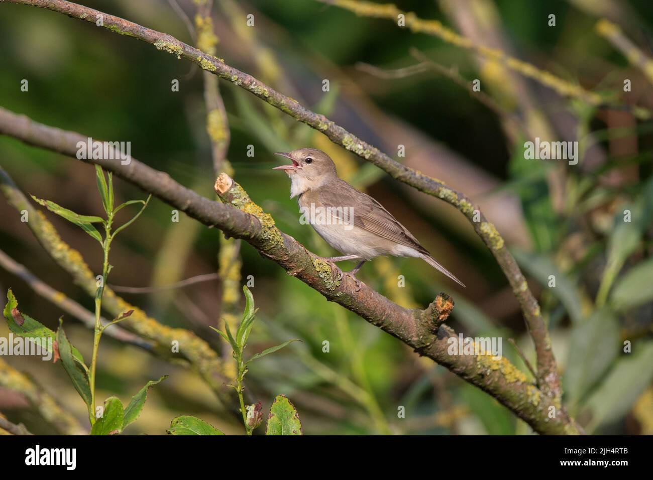 garden warbler (Sylvia borin), singing male, Germany, Hesse Stock Photo