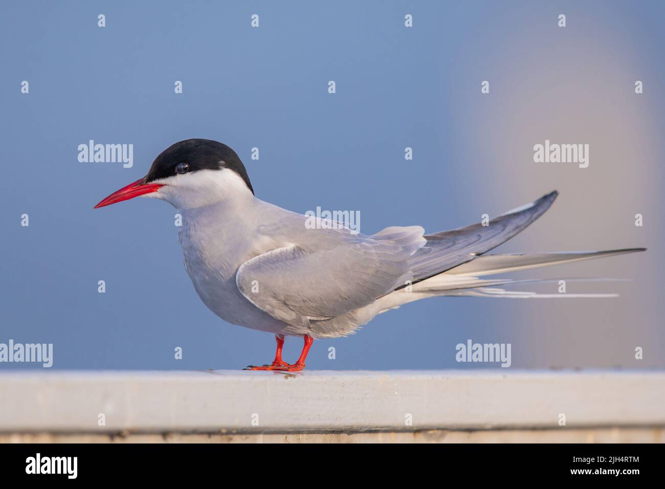 arctic tern (Sterna paradisaea), perching on a railing, side view, Germany Stock Photo