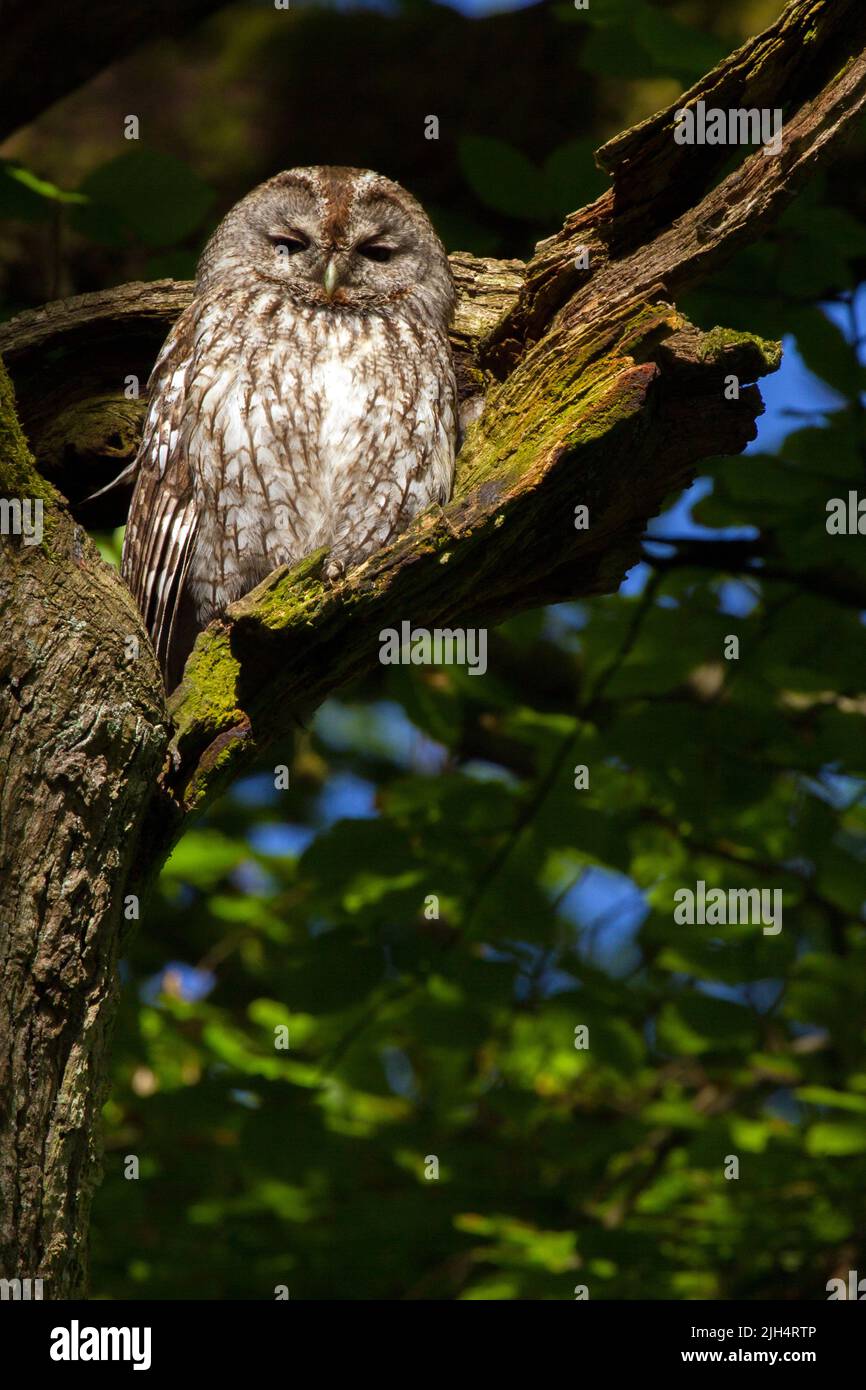 Eurasian tawny owl (Strix aluco), perched on a hollow tree, Germany Stock Photo
