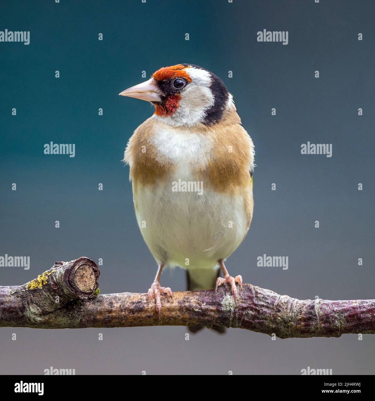 Eurasian goldfinch (Carduelis carduelis), perched on a branch, Germany, Baden-Wuerttemberg Stock Photo
