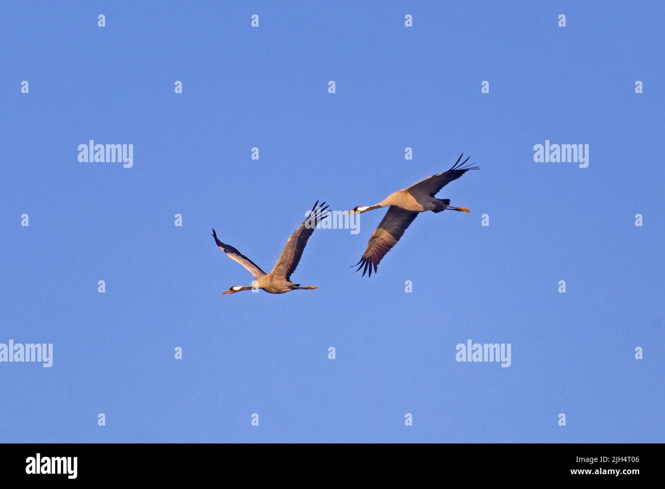 Common crane, Eurasian Crane (Grus grus), two cranes flying together in the blue sky, Germany, Mecklenburg-Western Pomerania Stock Photo