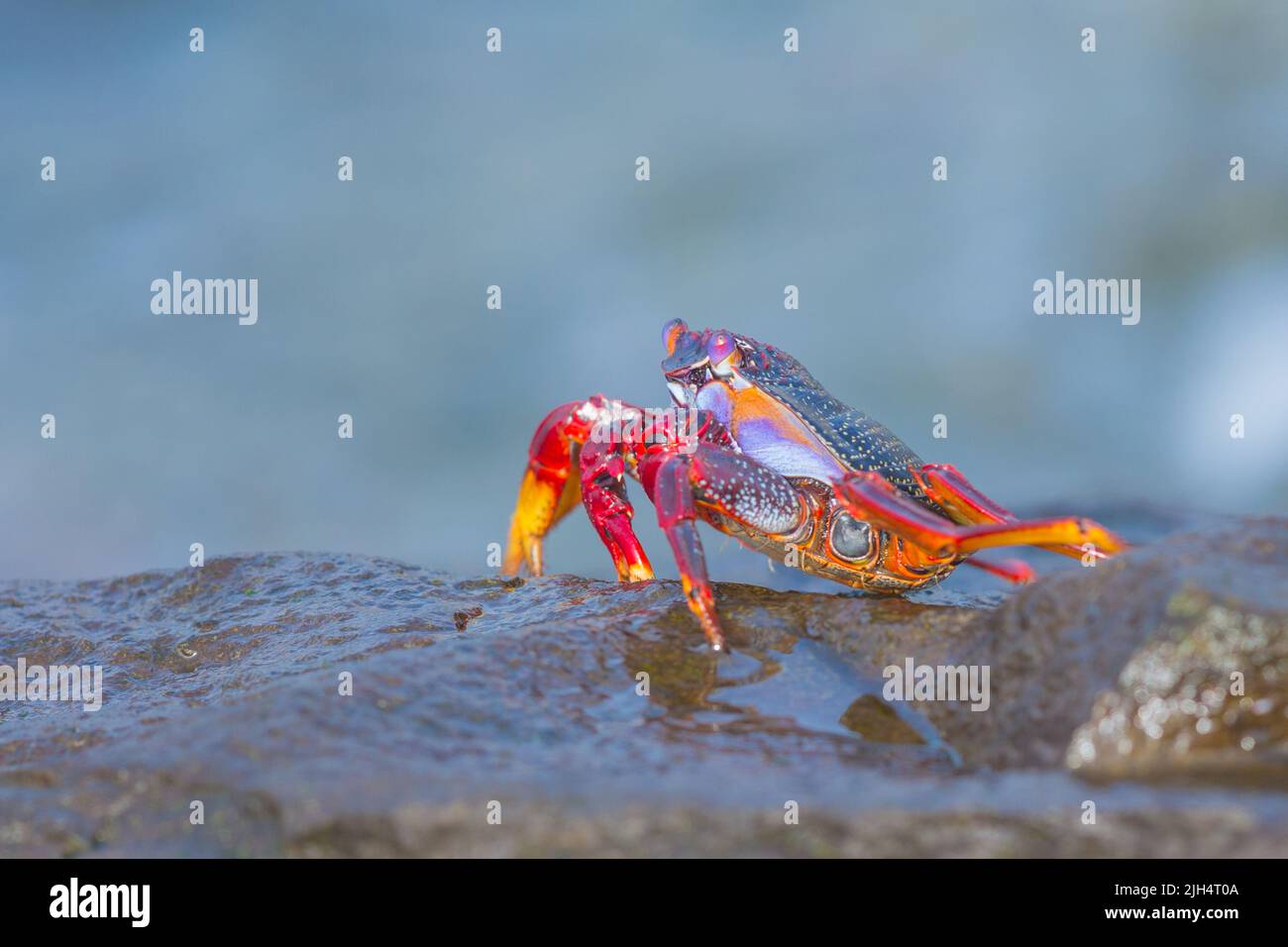 Sally lightfoot crab, Mottled shore crab (Grapsus grapsus), at the coast, Canary Islands, Gran Canaria Stock Photo