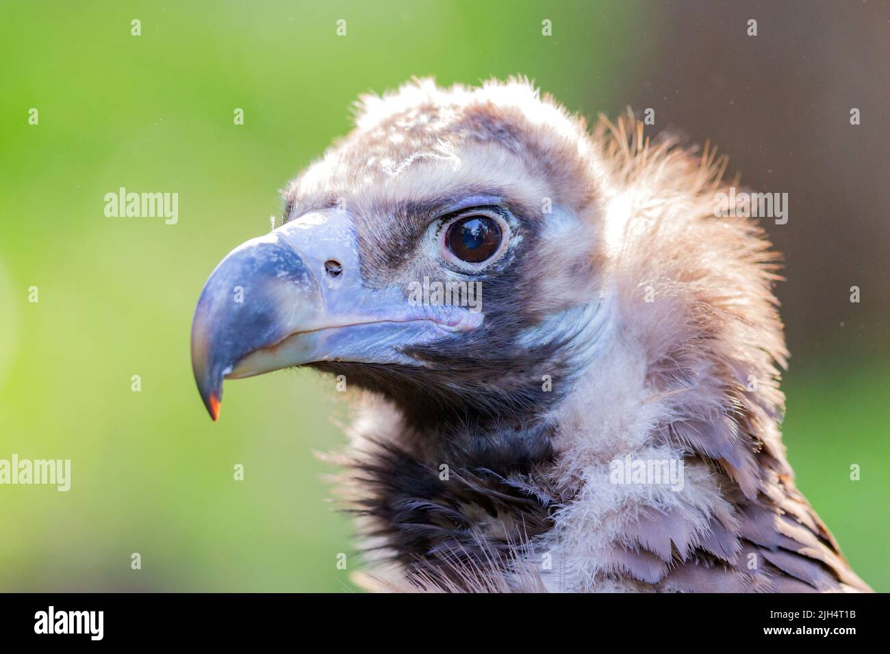 cinereous vulture (Aegypius monachus), portrait, side view, Spain, Balearic Islands, Majorca Stock Photo
