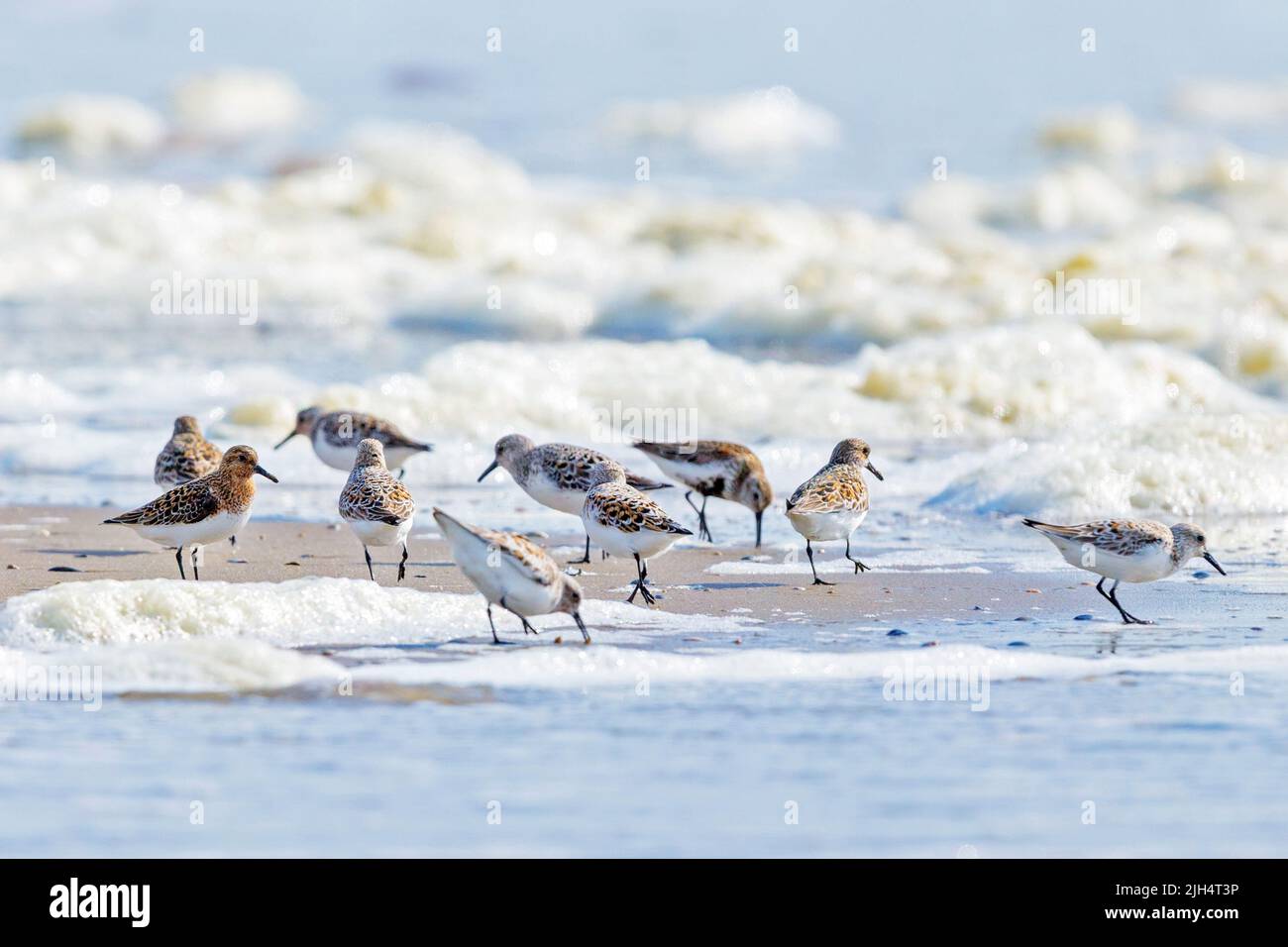 sanderling (Calidris alba), group on the beach with foam, Germany, Schleswig-Holstein, Heligoland Stock Photo
