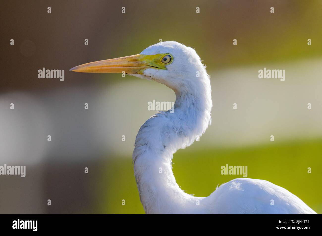 Intermediate Egret, Edian egret, Smaller egret, Yellow-billed egret (Ardea intermedia), portrait, Australia, Northern Territory, Fogg Dam Stock Photo