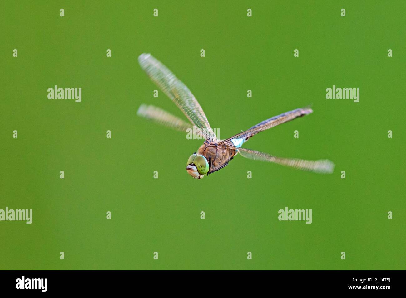 lesser emperor dragonfly (Anax parthenope), male in flight, Germany, Brandenburg, Maerkisch-Oderland Stock Photo
