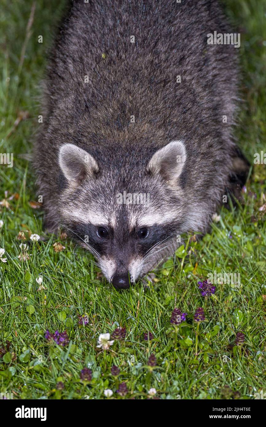 Front View Racoon common raccoon (Procyon lotor), in a meadow, front view, Germany, Baden ...