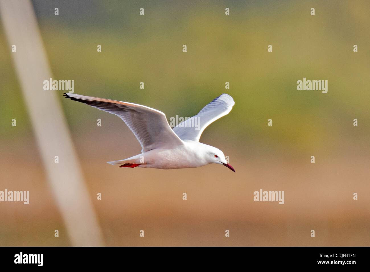 slender-billed gull (Larus genei, Chroicocephalus genei), in flight, Portugal, Algarve Stock Photo