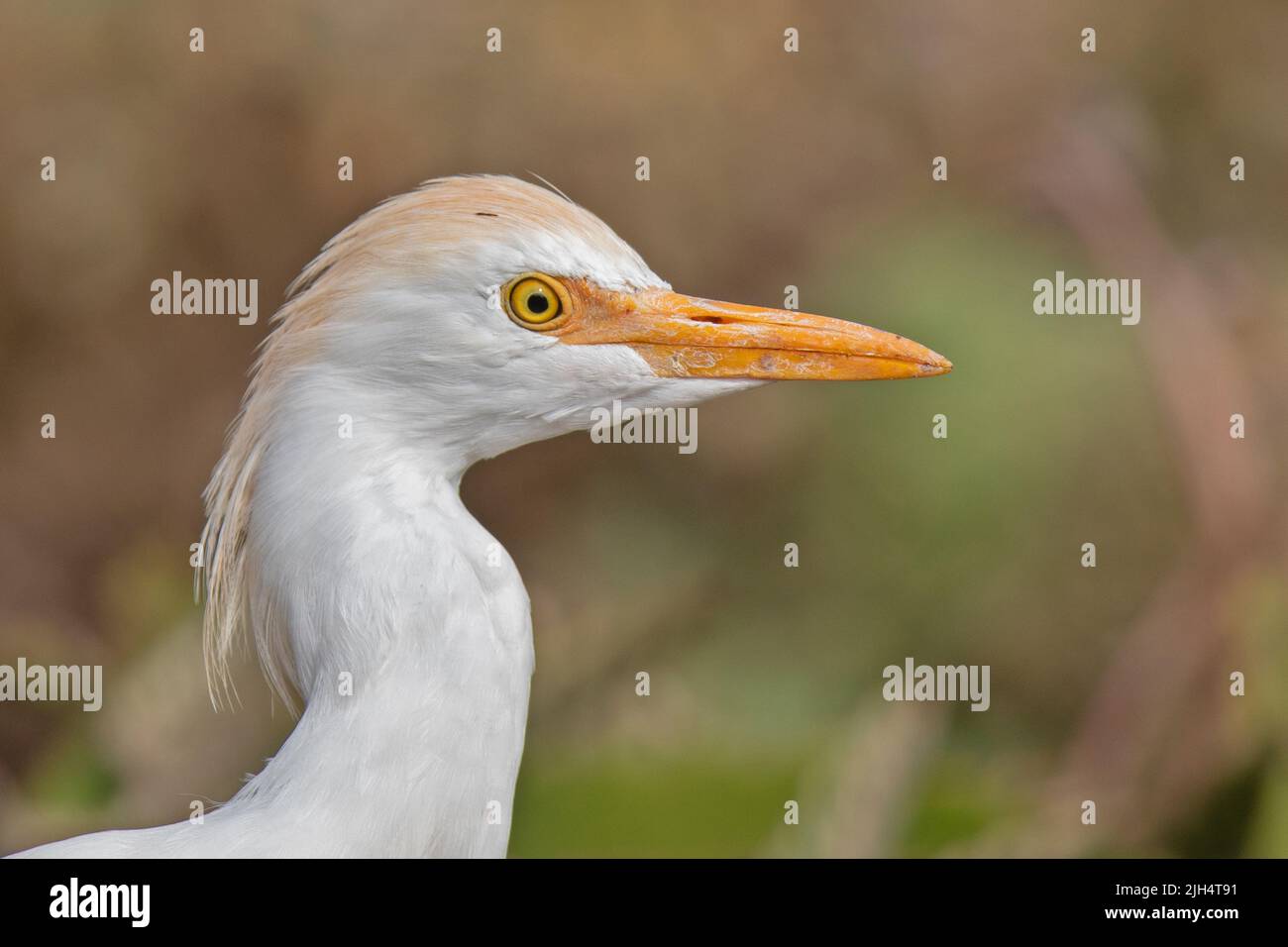 cattle egret, buff-backed heron (Ardeola ibis, Bubulcus ibis), portrait, side view, Portugal Stock Photo