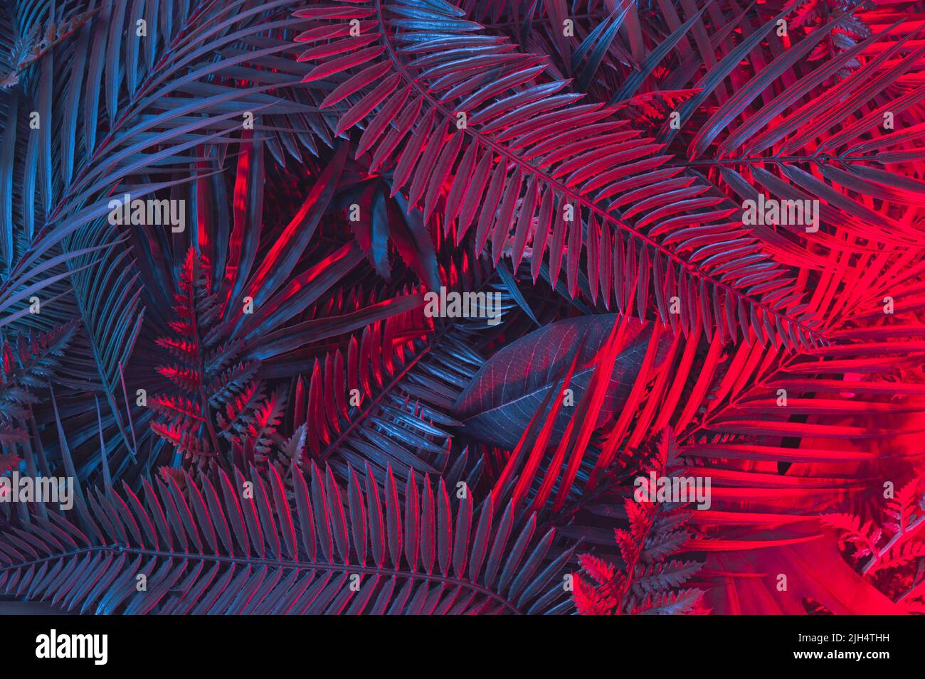 Tropical neon palm leaves in vibrant gradient  colors. Concept art. Minimal nature flat lay  floral image. Stock Photo