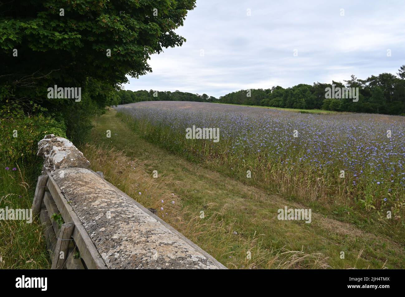 Field of cornflowers in flower in a field near the Cotswold village of Lower Swell, Gloucestershire. A hunt jump is visible in the foreground. Stock Photo