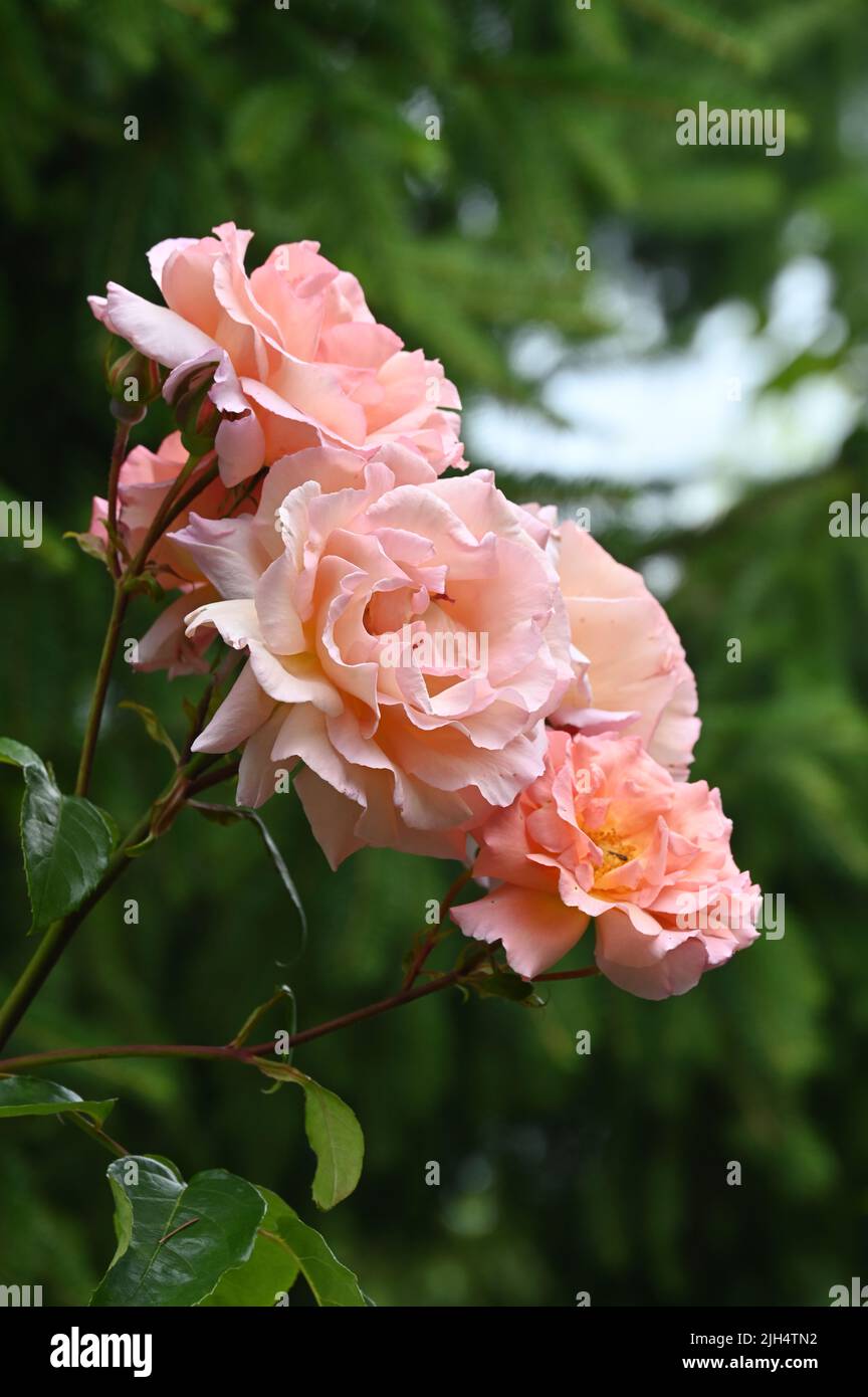 Roses in flower in the Glouucestershire village of Upper Slaughter Stock Photo