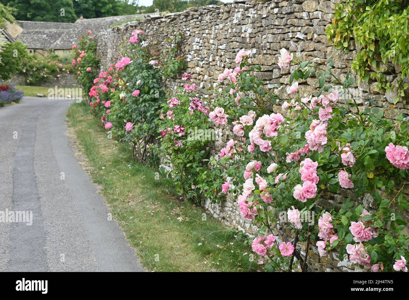 Roses in flower in the Glouucestershire village of Upper Slaughter Stock Photo