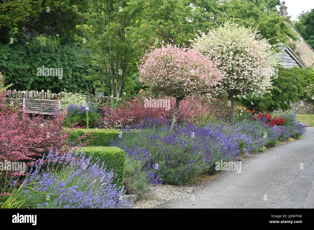 The front garden of a house in the Gloucestershire village of Upper Slaughter shows off a display of lavender and jasmine in flower amongst other plan Stock Photo