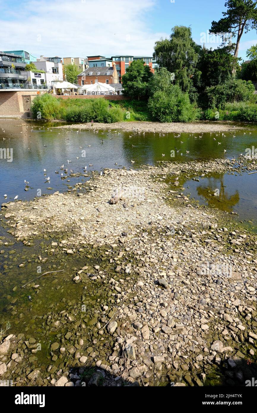 River Wye, Hereford, Herefordshire, UK – Friday 15th July 2022 – UK Weather – A large section of the River Wye riverbed has been exposed as it passes through Hereford city. Todays river level reading is again under 10cm at The Old Wye bridge in Hereford. The Environment Agency has warned that the water temperature in the Wye exceeds 20c and this will have a major impact on fish and the growth of algae blooms in the river. The weather forecast is for extreme heat with no local rain forecast. Photo Steven May / Alamy Live News Stock Photo