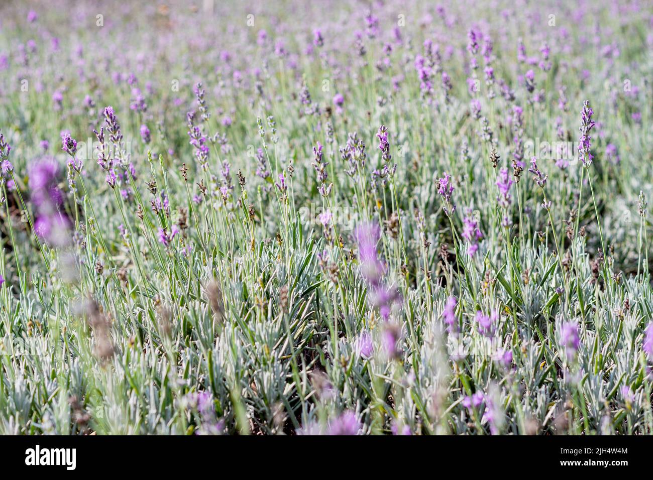 Amazing colorful lavender field. Mouans-Sartoux, Provence-Alpes-Côte d'Azur. France Stock Photo