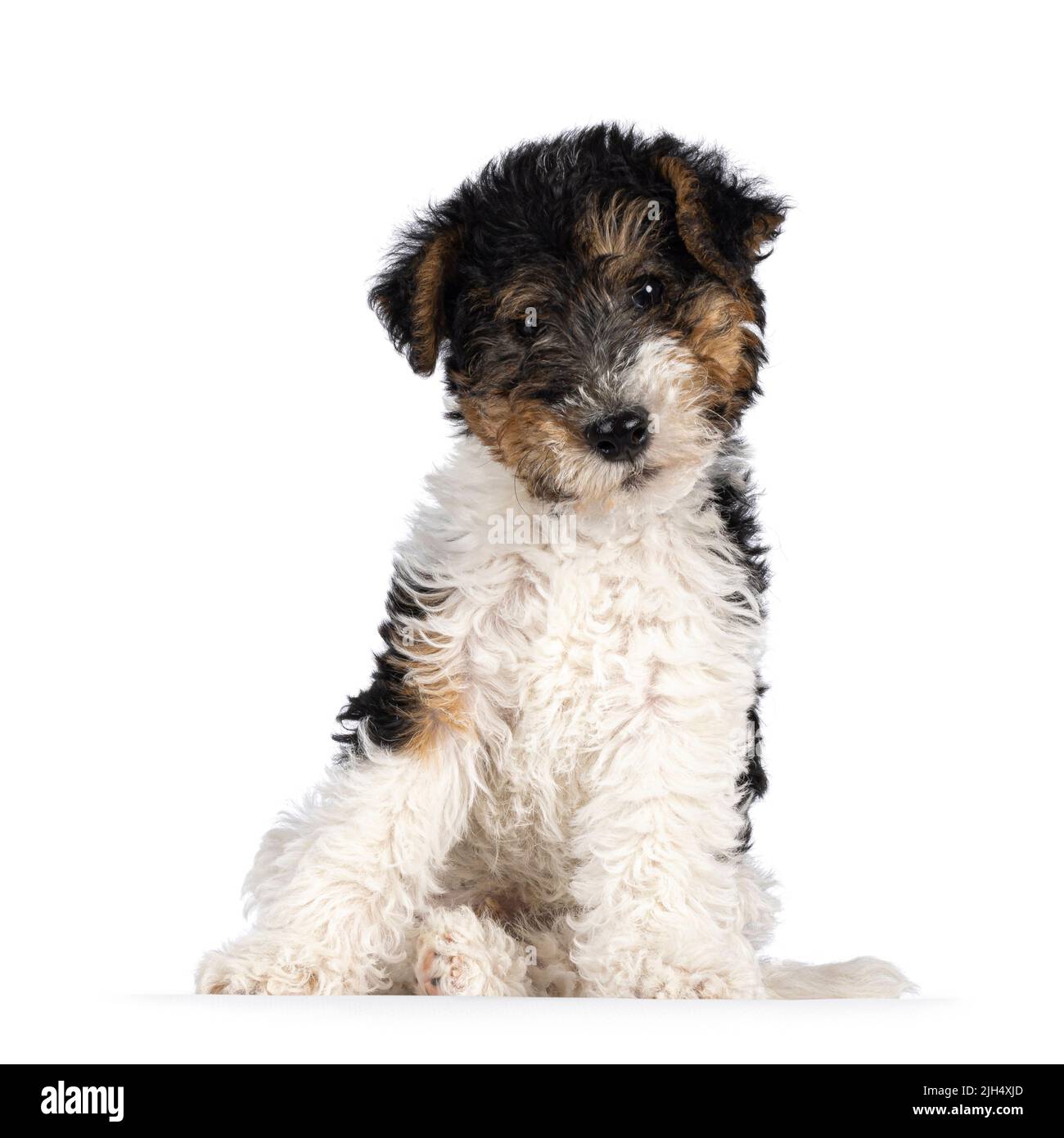 Cute Fox Terrier dog pup, sitting cool with head tilted. Looking straight towards camera. Isolated on a white background. Stock Photo