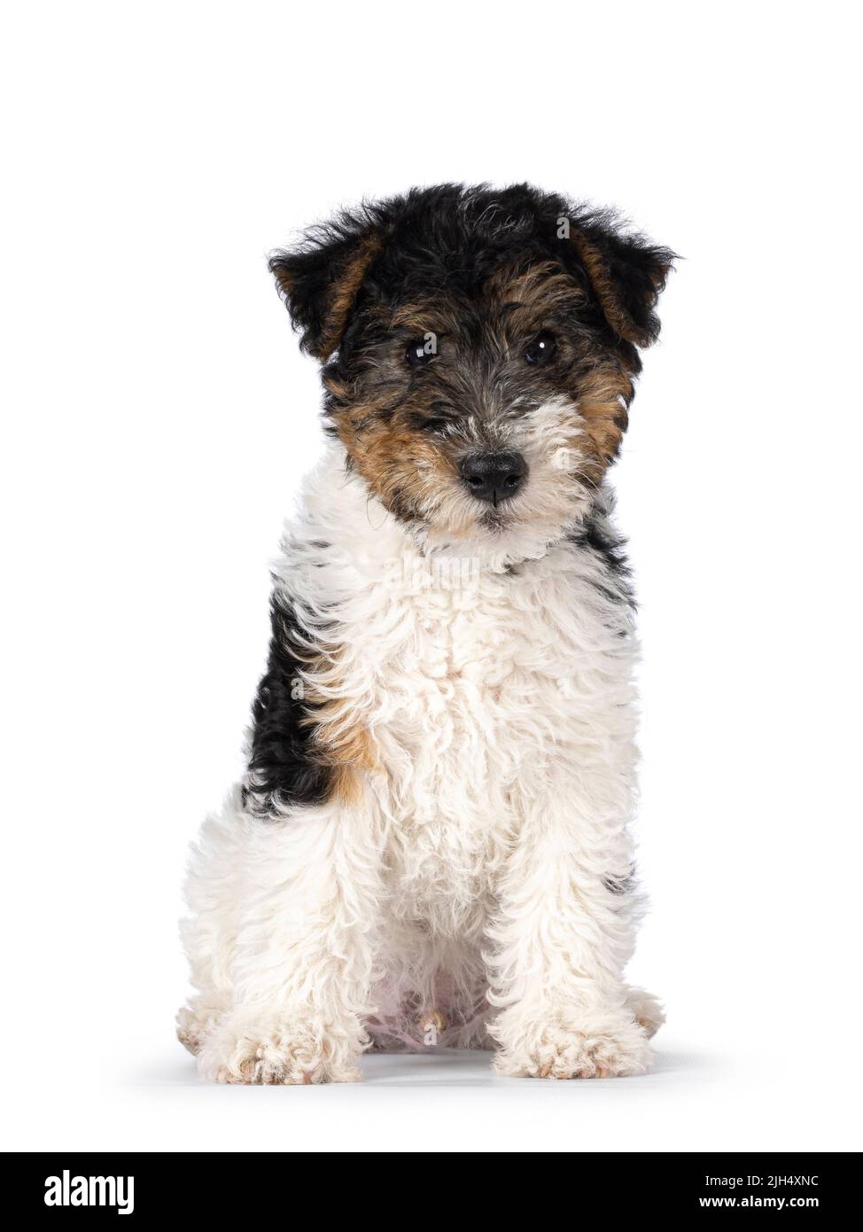 Cute Fox Terrier dog pup, sitting looking straight towards the camera. Isolated on a white background. Stock Photo