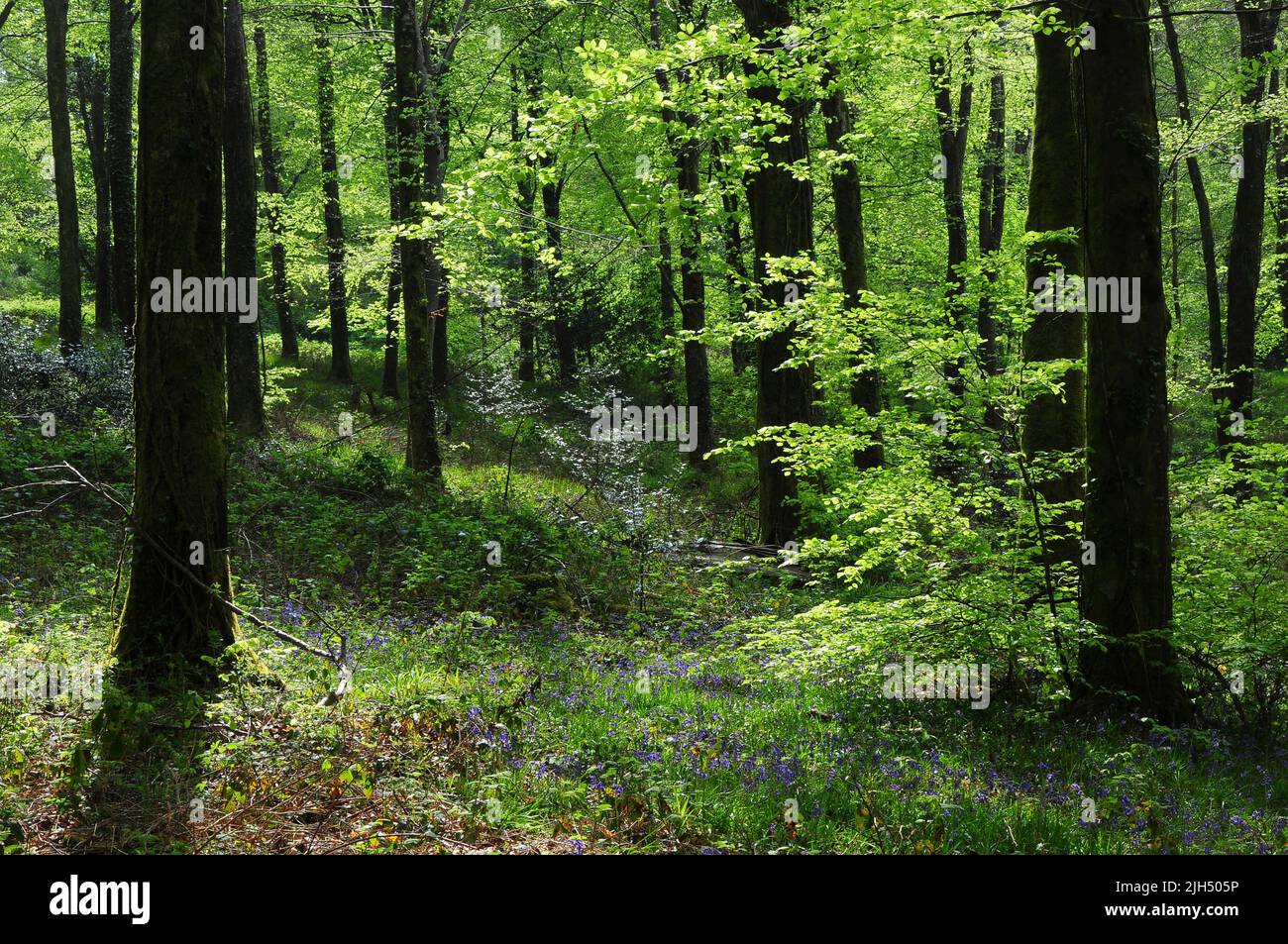 Ermington Wood in spring near Modbury, South Hams, Devon, UK Stock Photo