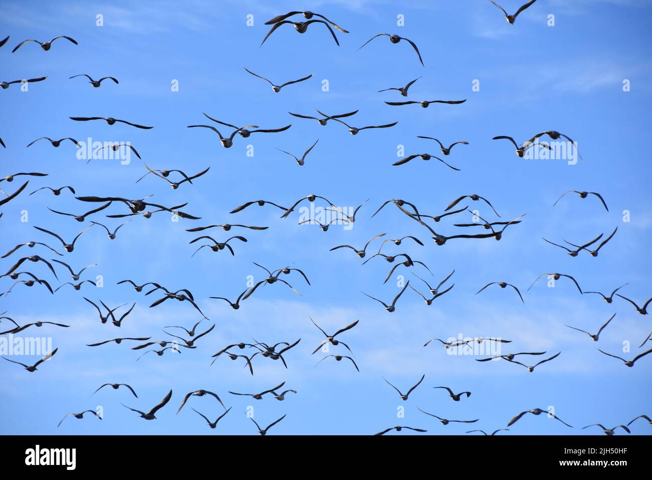 Big group of seagull birds flying against blue sky Stock Photo