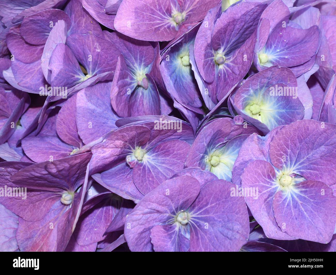 Closeup on purple and blue mophead flower Hydrangea macrophylla Stock Photo