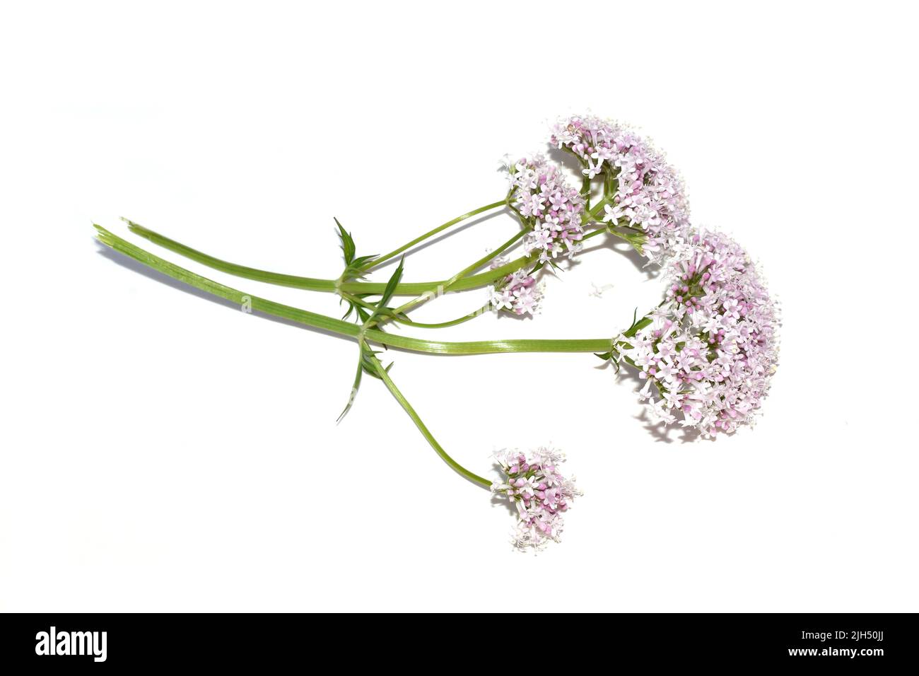 Common valerian medicinal plant valeriana sambucifolia pink flowers isolated on white background Stock Photo