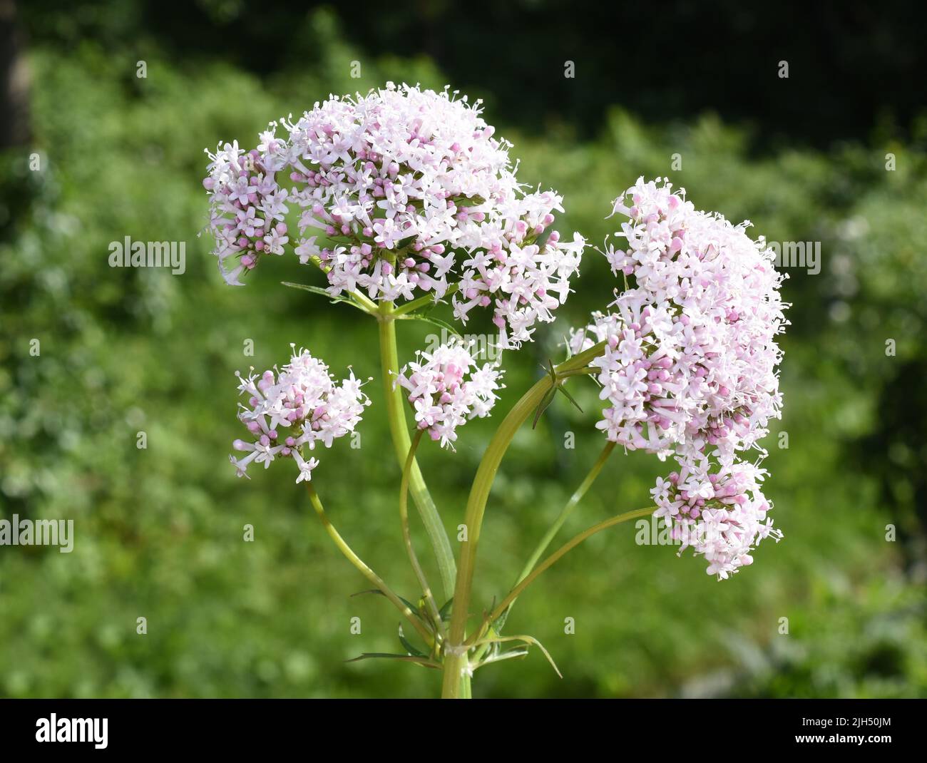 Common valerian medicinal plant valeriana sambucifolia pink flowers Stock Photo