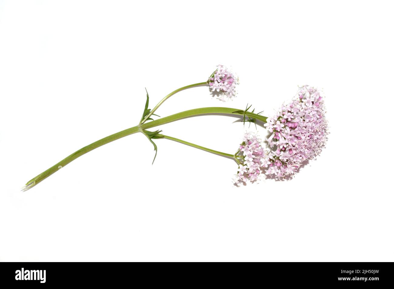 Common valerian medicinal plant valeriana sambucifolia pink flowers isolated on white background Stock Photo