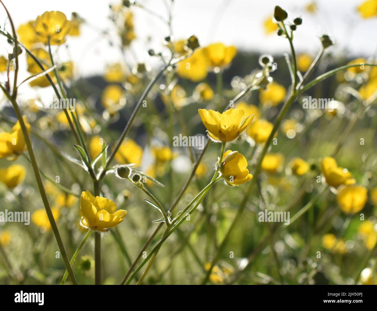 Ranunculus acris common buttercup plant flowering in summer Stock Photo