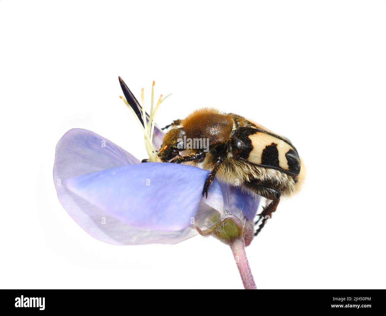 Bee beetle Trichius fasciatus eating pollen in a blue flower Stock Photo