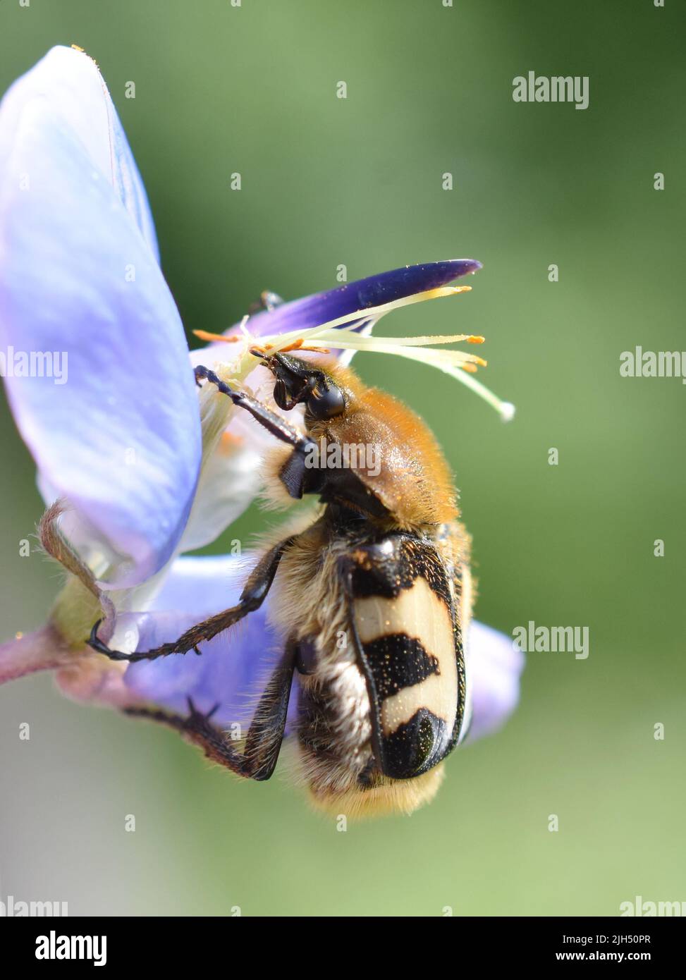Bee beetle Trichius fasciatus eating pollen in a blue flower Stock Photo