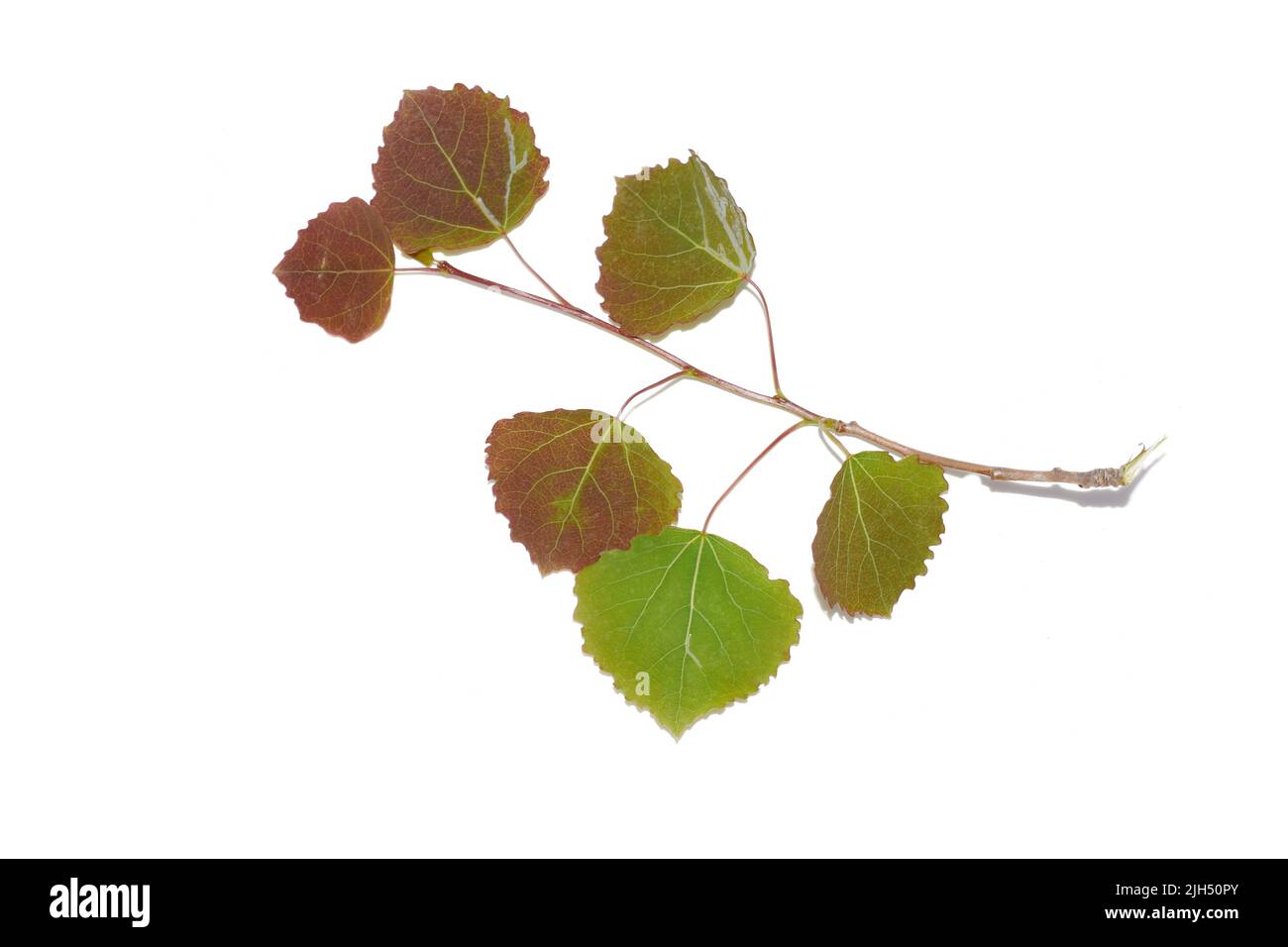 New young red and green leaves on common aspen tree Populus tremula in spring isolated on white background Stock Photo
