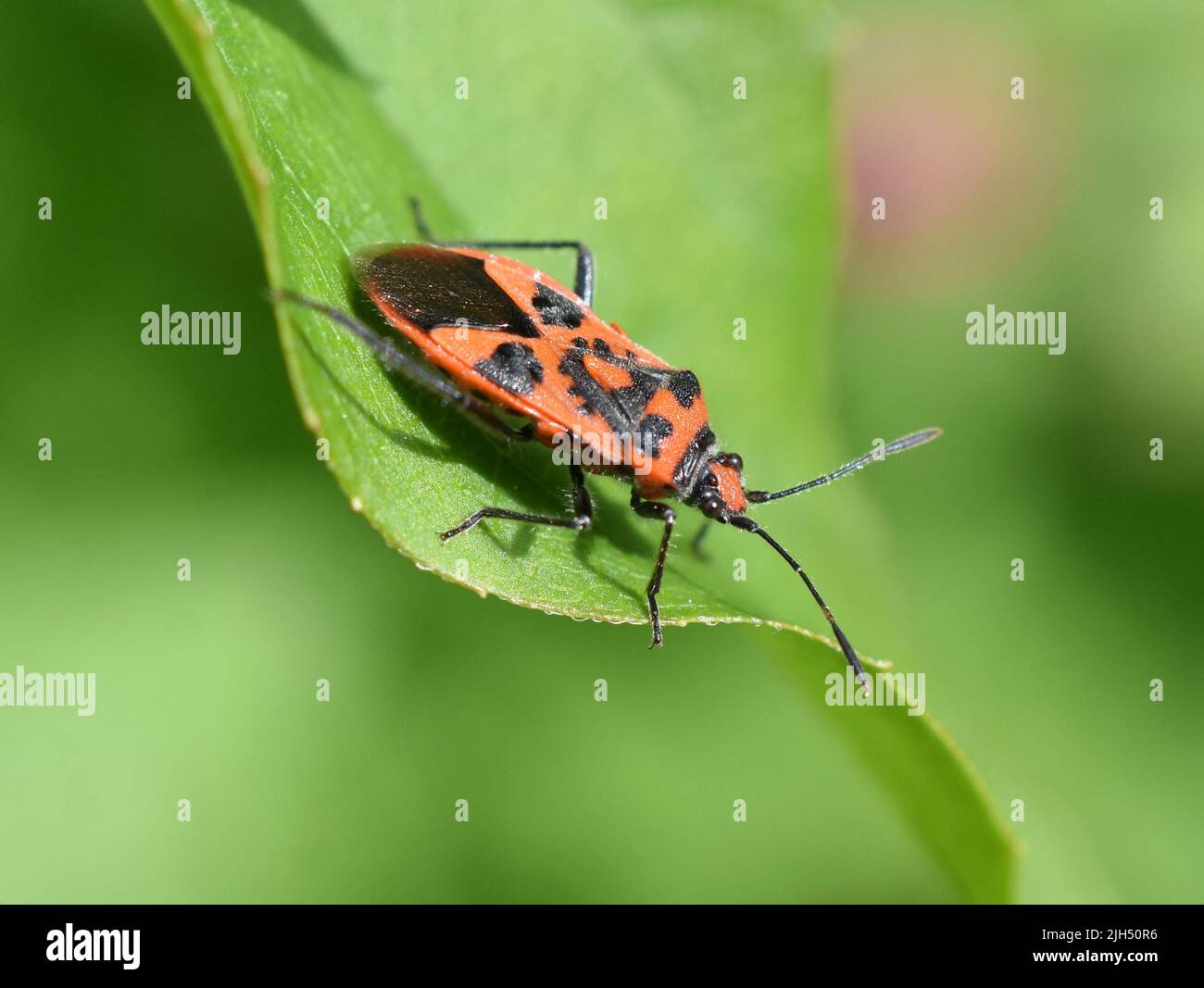 The cinnamon bug Corizus hyoscyami sitting on a green leaf Stock Photo