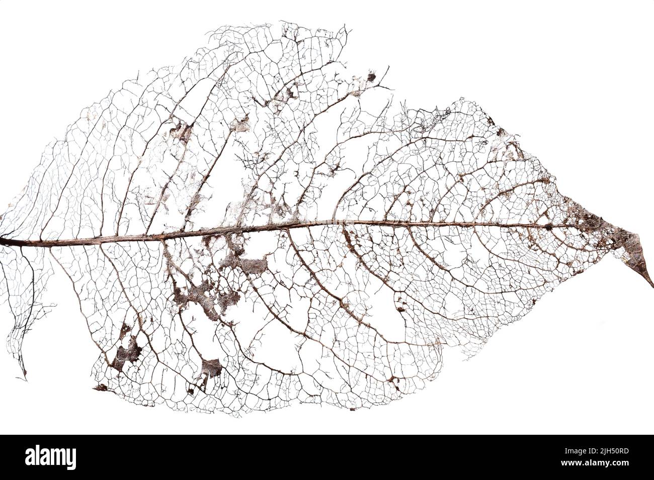 Close-up on old dead decaying  leaf on white background Stock Photo