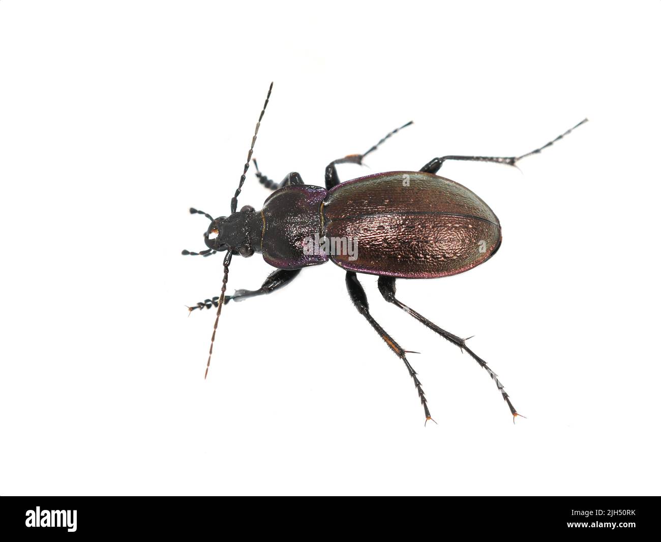 The big shiny ground beetle Carabus nemoralis on white background Stock Photo