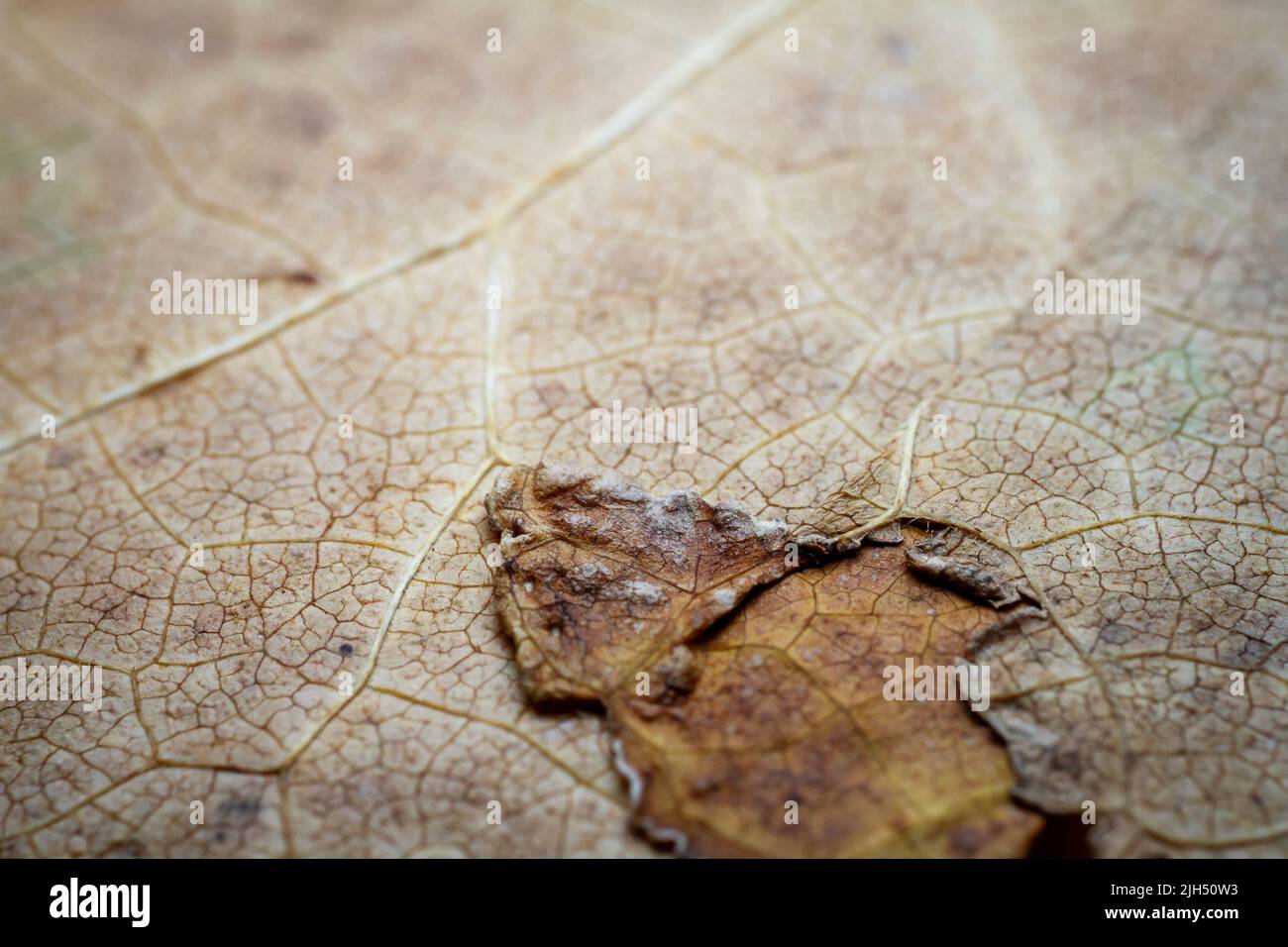 Extreme close-up of a dried leaf showing leaf veins. Selective focus ...