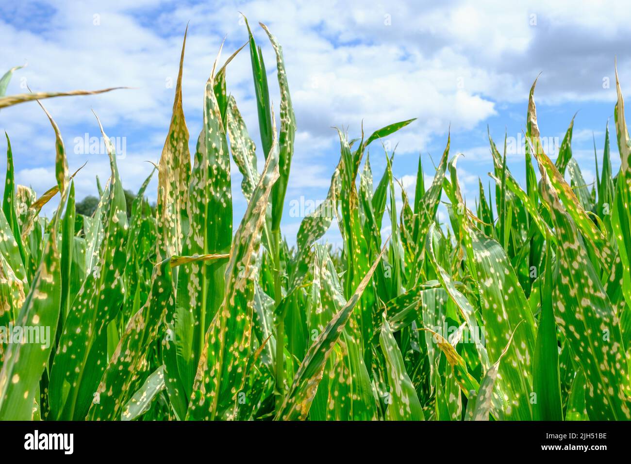 Corn plants wilting and dead after wrong applying herbicide in cornfield Stock Photo