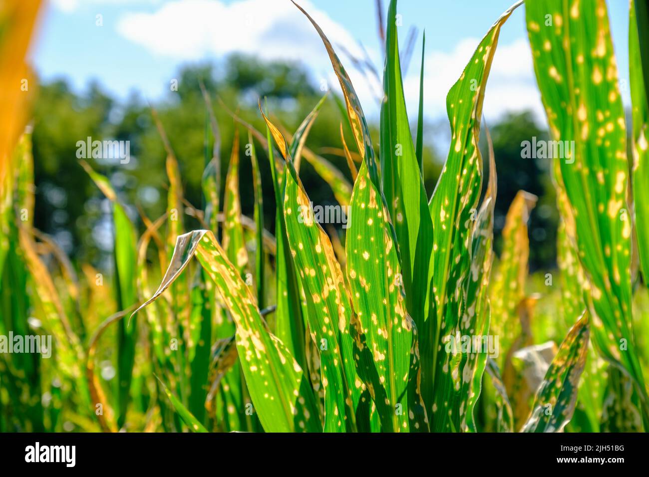 Corn plants wilting and dead after wrong applying herbicide in cornfield Stock Photo