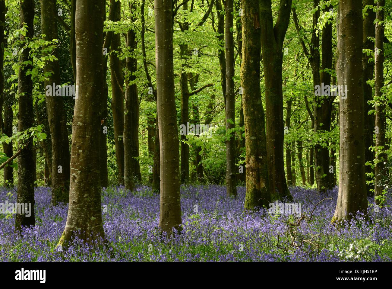 Bluebells in West Woods, Wiltshire, UK Stock Photo