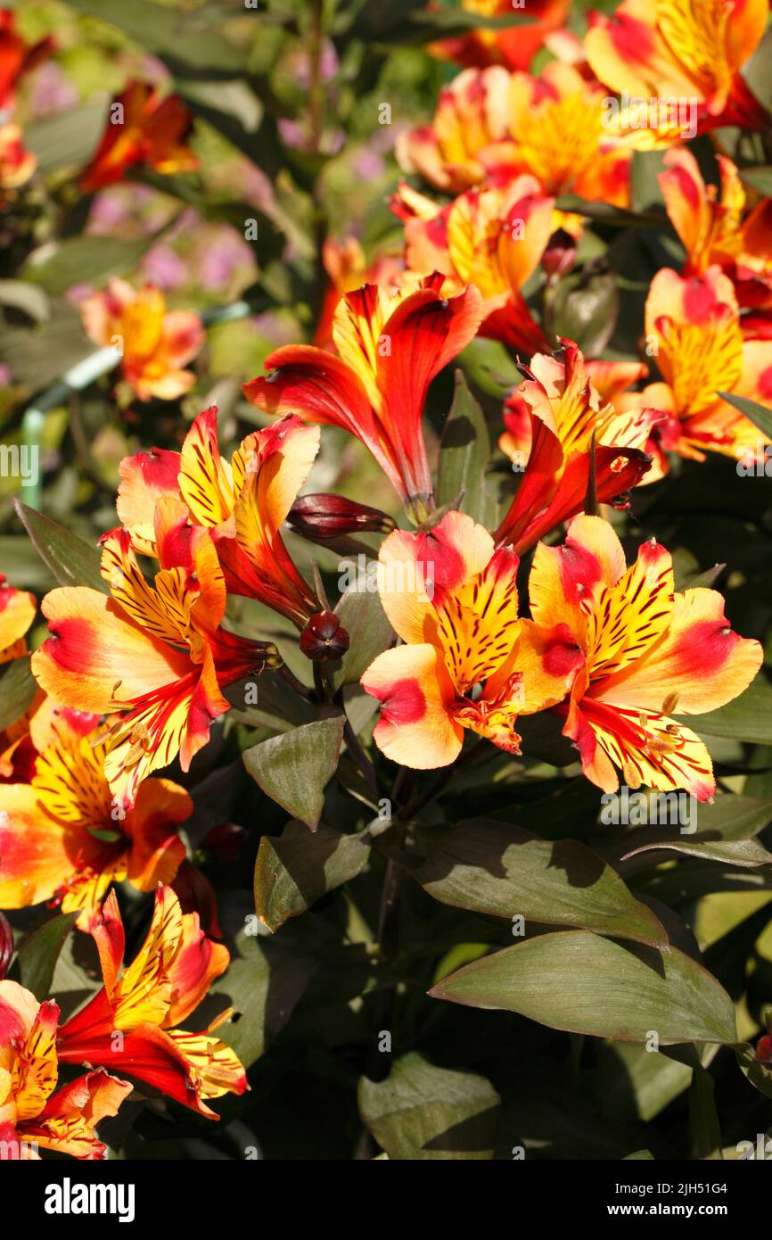 Alstroemeria variety  'Indian Summer'.  Lily of the Incas or Peruvian Lily. Stock Photo