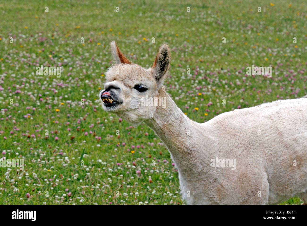 Alpaca, Alpacas, recently groomed, Shawn, sheered. A South American camelid mammal. Stock Photo