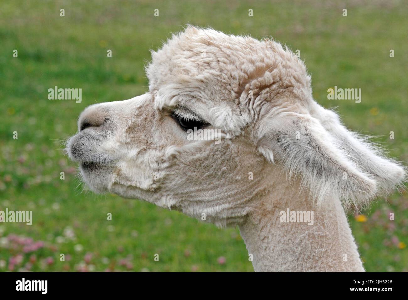 Alpaca, Alpacas, recently groomed, Shawn, sheered. A South American camelid mammal. Stock Photo