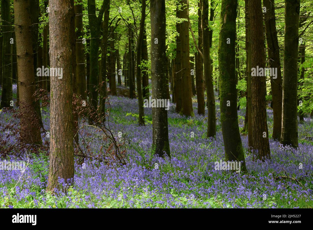 Bluebells in beech plantation, Delcombe Wood, Dorset, UK Stock Photo