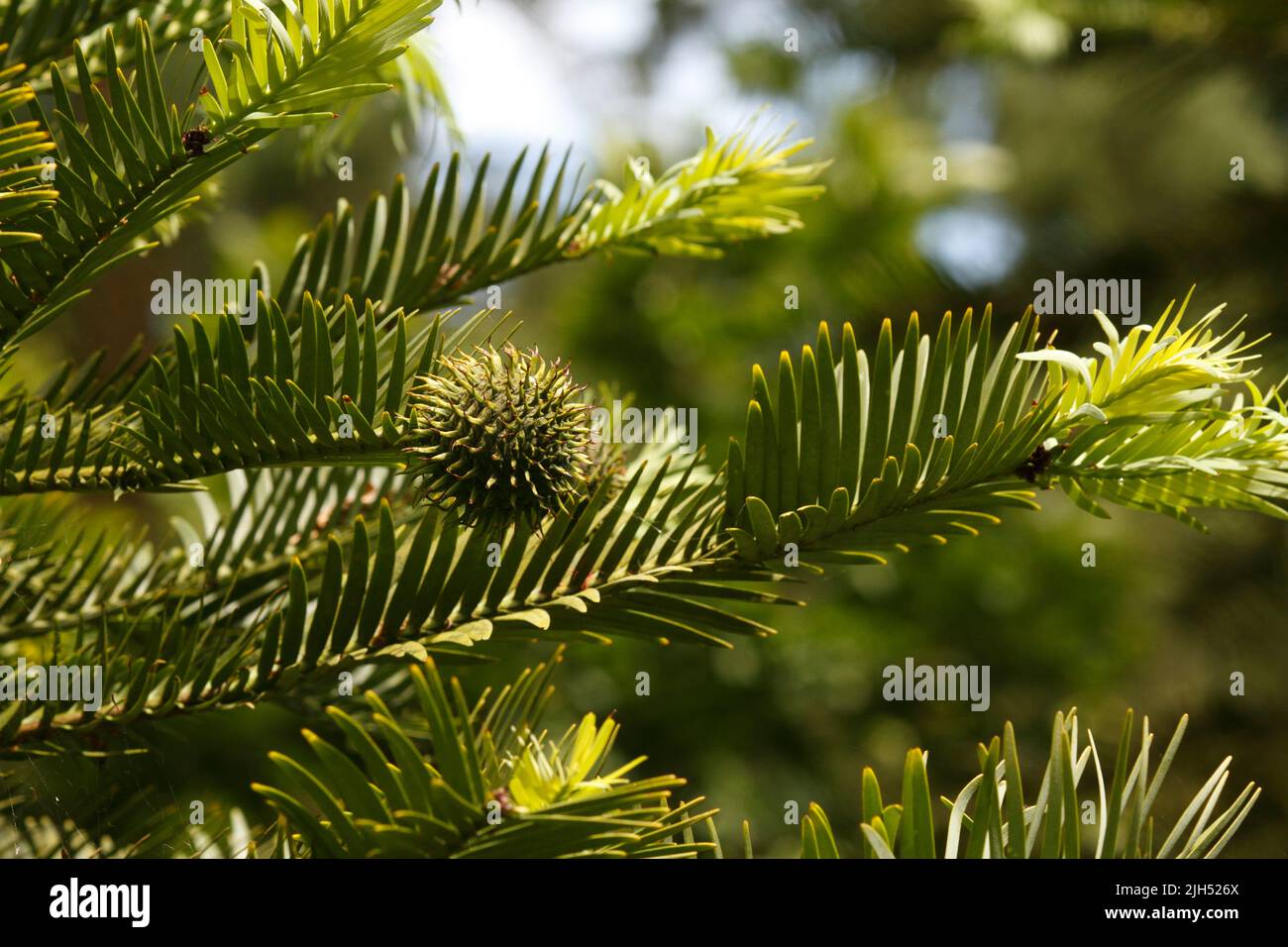 Female fruit cone. Discovered in 1994. Wollemia nobilis Wollemi Pine