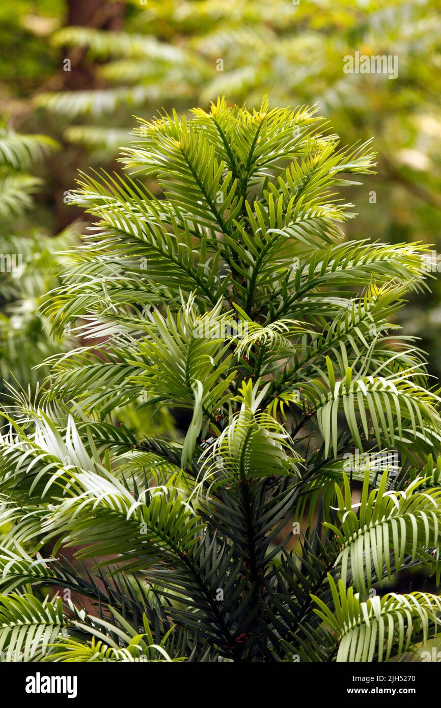 Wollemia nobilis - Wollemi Pine. Discovered in Blue Mountains, New South Wales, Australia. An evergreen coniferous tree. Discovered in 1994 Stock Photo