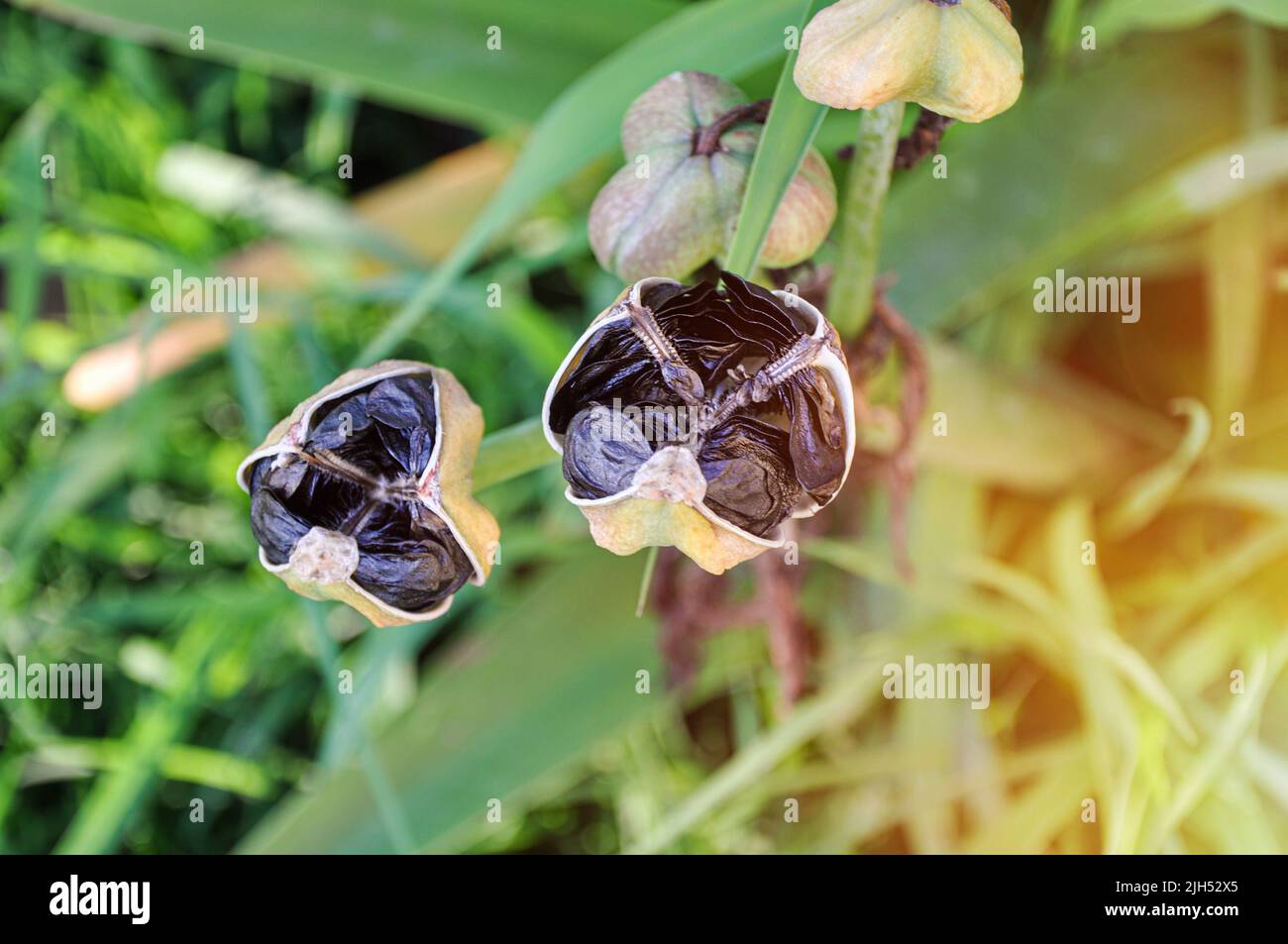 Black seeds in pods and leaves of an iris plant in the garden, close-up. Seasonal ripening of harvest flowers. Gardening, cultivation and horticulture Stock Photo
