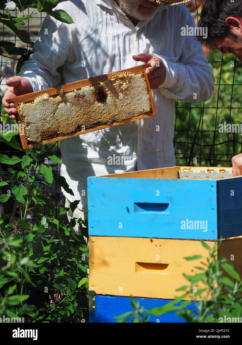 Master bee keeper pulls out a frame with honey from the beehive in the ...